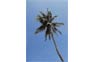 Palm Tree At Pp Erawan