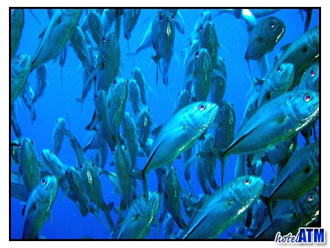 Shoals of fish on a diving holiday in the Phi Phi Islands