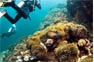 Diving holidays over the coral gardens of Phi Phi Island