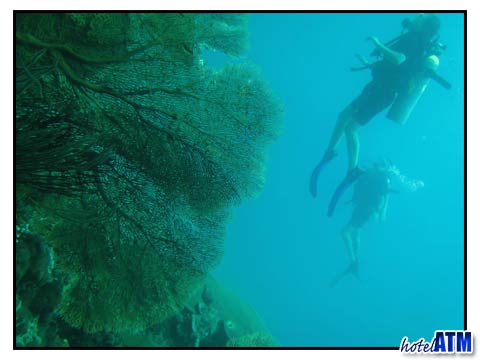 Divers at the Koh Bida coral wall