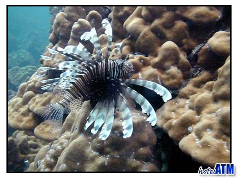 Lionfish seen on a Phi Phi snorkel daytrip from Krabi