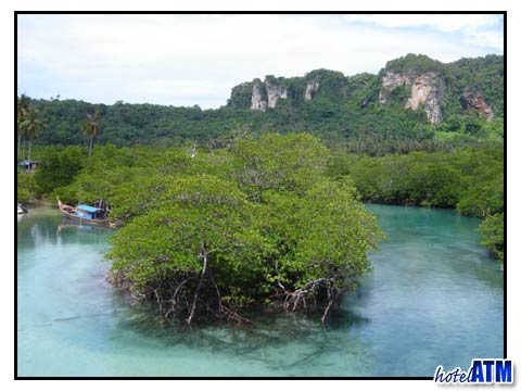 Loh Bagao mangroves on Phi Phi Island