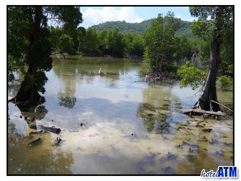 Mangrove swamp at Loh Bagao on Phi Phi Island