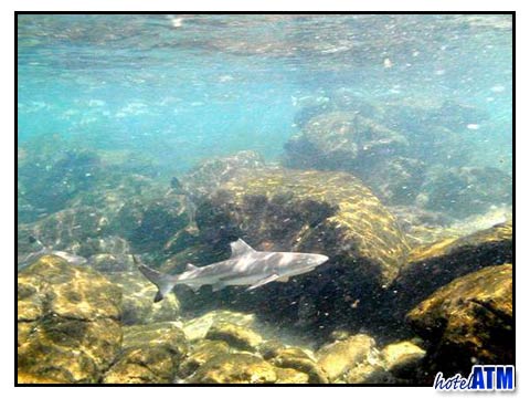 Shark watching and snorkling tour in the Phi Phi busy season