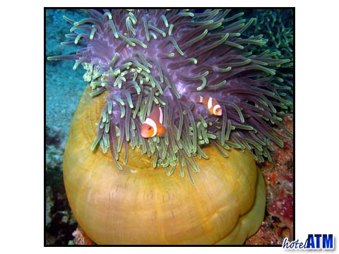 Anemone With False Clownfish