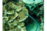 Banded Sea Snake