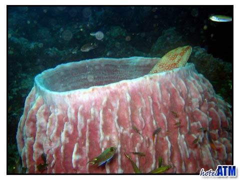 Barrel Sponge2