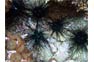 Diadema Sea Urchins