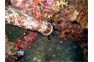 Marbled Sea Cucumber2