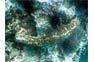 Marbled Sea Cucumber