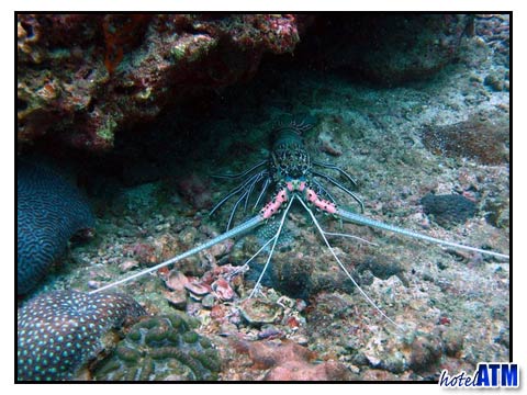 Painted Spiny Lobster