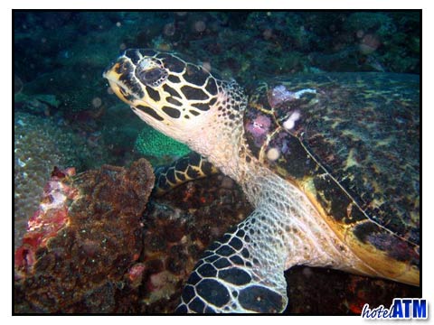 Sea Turtle2