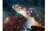 Sea Turtle2