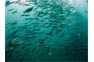 Shoaling Fishes