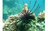 Lionfish on a Phi Phi Advanced Diving Trip