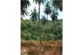 Coconut groves at Modee Bay Phi Phi