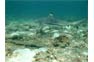 Black Tip Reef Shark In The Phi Phi Shark Watch Snorkel Tour