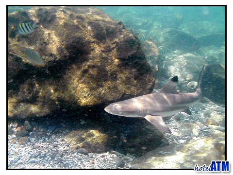 Coming Around A Boulder; Black Tip Reef Shark In The Phi Phi Shark Watch Snorkel Tour