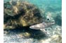 Coming Around A Boulder; Black Tip Reef Shark In The Phi Phi Shark Watch Snorkel Tour