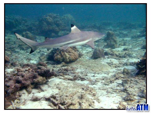 Keeping Close; Black Tip Reef Shark In The Phi Phi Shark Watch Snorkel Tour