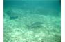 Distant And Deeper; Black Tip Reef Shark In The Phi Phi Shark Watch Snorkel Tour
