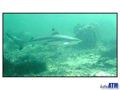 From The Side; Black Tip Reef Shark In The Phi Phi Shark Watch Snorkel Tour