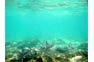 A Couple Make Way; Black Tip Reef Shark In The Phi Phi Shark Watch Snorkel Tour