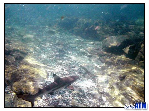 In Good Contrast Over The Stones; Black Tip Reef Shark In The Phi Phi Shark Watch Snorkel Tour