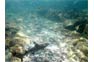 In Good Contrast Over The Stones; Black Tip Reef Shark In The Phi Phi Shark Watch Snorkel Tour