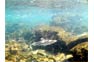 In Great Contrast; Black Tip Reef Shark In The Phi Phi Shark Watch Snorkel Tour