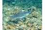 Over The Stag Coral; Black Tip Reef Shark In The Phi Phi Shark Watch Snorkel Tour
