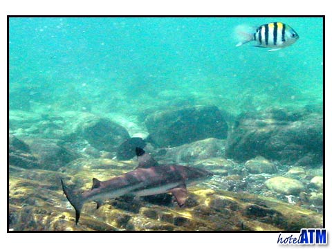 Gliding In Search Of An Easy Prey; Black Tip Reef Shark In The Phi Phi Shark Watch Snorkel Tour