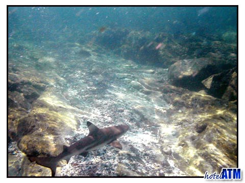 From Above; Black Tip Reef Shark In The Phi Phi Shark Watch Snorkel Tour