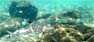 Skimming Over The Hard Corals; Black Tip Reef Shark In The Phi Phi Shark Watch Snorkel Tour
