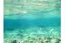In The Shallows; Black Tip Reef Shark In The Phi Phi Shark Watch Snorkel Tour