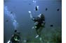 Underwater adventures with Phi Phi Scuba staff divers