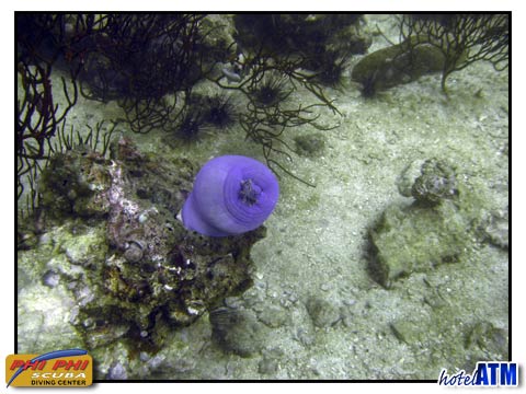 Blue sea anemone on a Phi Phi Scuba Advanced Open Water course