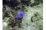Blue sea anemone on a Phi Phi Scuba Advanced Open Water course