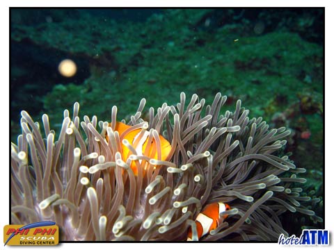 Sea anemone with golden clownfish by Phi Phi Scuba Diving Center