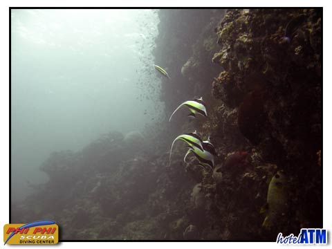 Diving Phi Phi Island with Phi Phi Scuba Diving Center