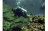 Diver on a dive trip with Phi Phi Scuba