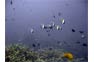 Angel Fish swimming over Staghorn Coral on a Phi Phi dive trip