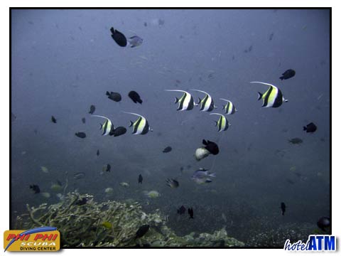 Angel Fish And Staghorn Coral in the Andmaan Sea at Phi Phi