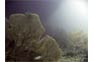Gorgonian Sea Fans near Phi Phi Island