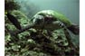 Hawksbill Turtle on a Phi Phi scuba tour