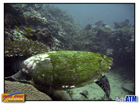 Hawksbill Turtle grazing on local coral