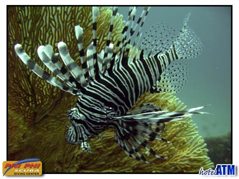 Lion Fish And Gorgonian Sea Fan