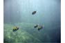 Phi Phi Island diving seascape