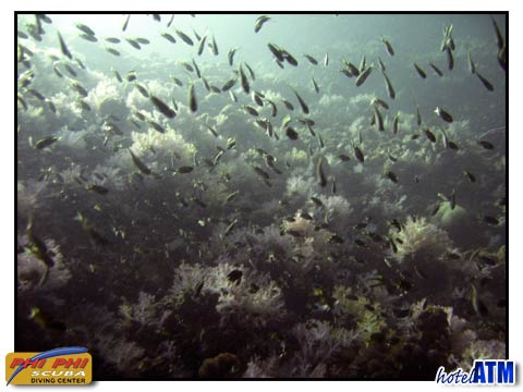 Seascape Soft Coral Barrel Sponge