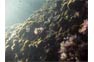 Seascape Soft Coral Barrel Sponge